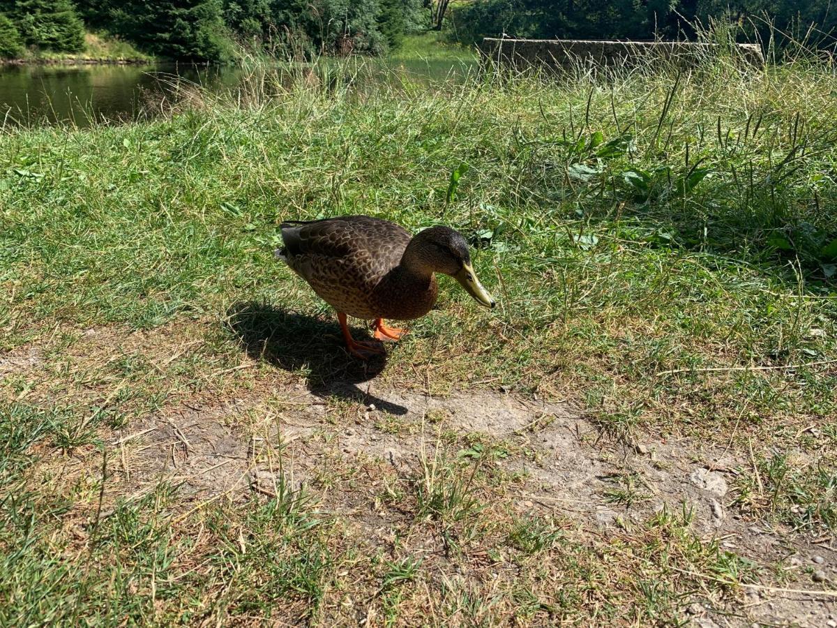 Ubytování u Matěje Horní Blatná Esterno foto